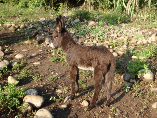 Amigos del campamento